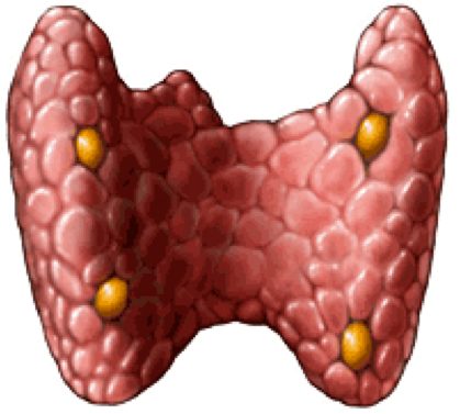 paratiroide